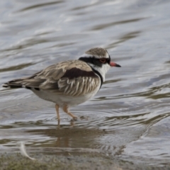 Elseyornis melanops (Black-fronted Dotterel) at Molonglo Valley, ACT - 26 Apr 2022 by AlisonMilton