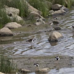 Charadrius melanops at Molonglo Valley, ACT - 26 Apr 2022