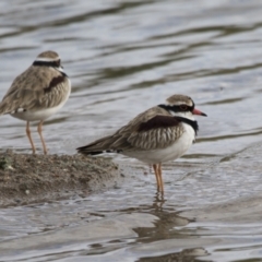 Charadrius melanops at Molonglo Valley, ACT - 26 Apr 2022 02:21 PM