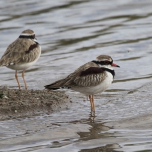 Charadrius melanops at Molonglo Valley, ACT - 26 Apr 2022 02:21 PM