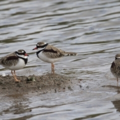 Charadrius melanops at Molonglo Valley, ACT - 26 Apr 2022 02:21 PM