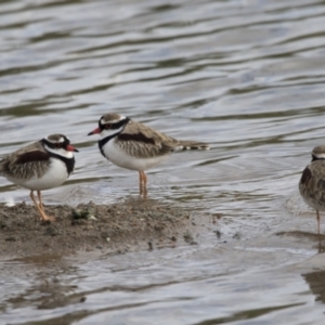 Charadrius melanops at Molonglo Valley, ACT - 26 Apr 2022