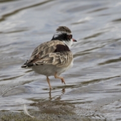 Charadrius melanops at Molonglo Valley, ACT - 26 Apr 2022 02:21 PM