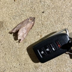 Oxycanus (genus) (Unidentified Oxycanus moths) at Griffith, ACT - 3 May 2022 by Elbon01