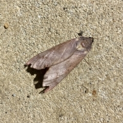 Oxycanus (genus) at Griffith, ACT - 3 May 2022 06:15 PM