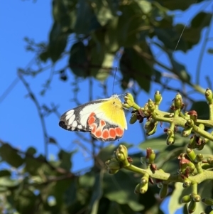 Delias argenthona at Lightning Ridge, NSW - 3 May 2022