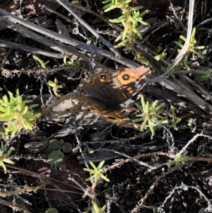 Junonia villida at Angledool, NSW - 1 May 2022 04:08 PM