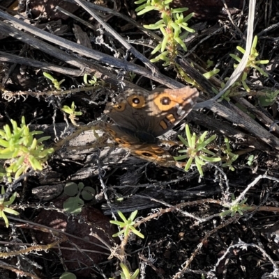 Junonia villida (Meadow Argus) at Angledool, NSW - 1 May 2022 by SimoneC