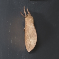 Elhamma australasiae (A Swift or Ghost moth (Hepialidae)) at Higgins, ACT - 29 Jan 2022 by AlisonMilton