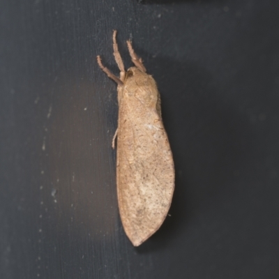 Elhamma australasiae (A Swift or Ghost moth (Hepialidae)) at Higgins, ACT - 29 Jan 2022 by AlisonMilton