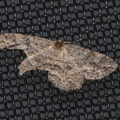 Ectropis fractaria (Ringed Bark Moth) at Higgins, ACT - 30 Apr 2022 by AlisonMilton