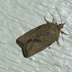 Meritastis laganodes (A Tortrix moth) at Jerrabomberra, NSW - 3 May 2022 by SteveBorkowskis