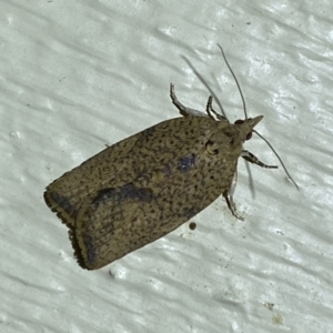 Meritastis laganodes at Jerrabomberra, NSW - suppressed