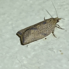 Meritastis laganodes at Jerrabomberra, NSW - suppressed