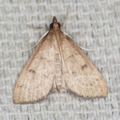 Metasia pharisalis at O'Connor, ACT - 29 Apr 2022