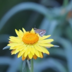 Taractrocera papyria (White-banded Grass-dart) at Acton, ACT - 3 May 2022 by Tammy