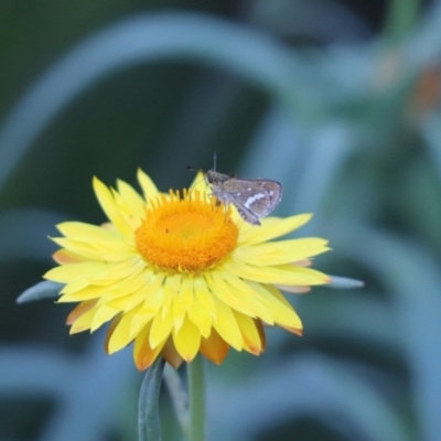 Taractrocera papyria (White-banded Grass-dart) at ANBG - 3 May 2022 by Tammy