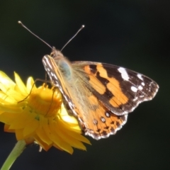 Vanessa kershawi (Australian Painted Lady) at ANBG - 3 May 2022 by RodDeb