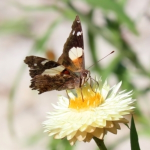 Vanessa itea at Acton, ACT - 3 May 2022