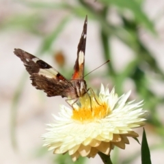 Vanessa itea at Acton, ACT - 3 May 2022