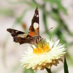 Vanessa itea at Acton, ACT - 3 May 2022