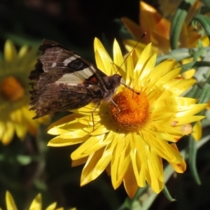 Vanessa itea at Acton, ACT - 3 May 2022