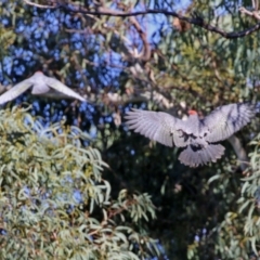 Callocephalon fimbriatum (Gang-gang Cockatoo) at ANBG - 3 May 2022 by RodDeb