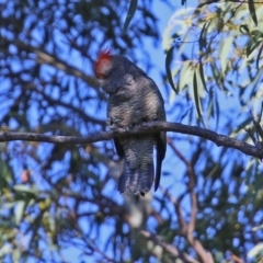 Callocephalon fimbriatum at Acton, ACT - suppressed