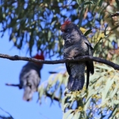 Callocephalon fimbriatum at Acton, ACT - suppressed