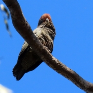 Callocephalon fimbriatum at Acton, ACT - suppressed