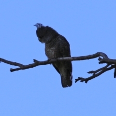 Callocephalon fimbriatum at Acton, ACT - suppressed