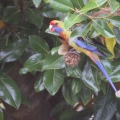 Platycercus elegans flaveolus (Yellow Rosella) at Wodonga, VIC - 4 May 2022 by KylieWaldon