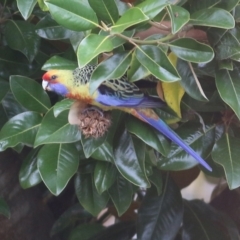 Platycercus elegans flaveolus at Wodonga, VIC - 4 May 2022