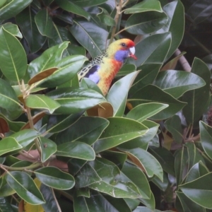 Platycercus elegans flaveolus at Wodonga, VIC - 4 May 2022