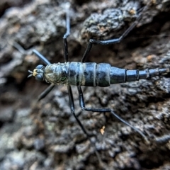 Boreoides subulatus (Wingless Soldier Fly) at Watson, ACT - 2 May 2022 by sbittinger