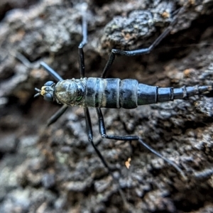 Boreoides subulatus at Watson, ACT - 3 May 2022