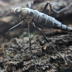 Boreoides subulatus at Watson, ACT - 3 May 2022