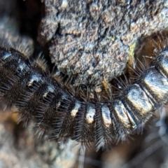 Ecnolagria sp. (genus) (A brown darkling beetle) at Watson, ACT - 3 May 2022 by sbittinger