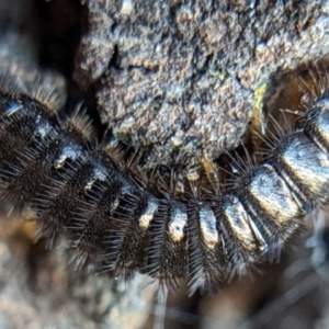 Ecnolagria sp. (genus) at Watson, ACT - 3 May 2022