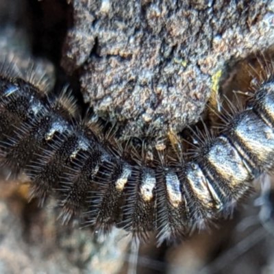 Ecnolagria sp. (genus) (A brown darkling beetle) at Watson, ACT - 3 May 2022 by sbittinger