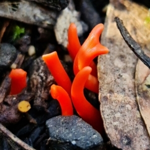 Clavulinopsis sulcata at Paddys River, ACT - 2 May 2022