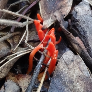 Clavulinopsis sulcata at Paddys River, ACT - 2 May 2022