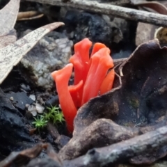 Clavulinopsis sulcata at Paddys River, ACT - 2 May 2022