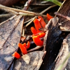 Clavulinopsis sulcata at Paddys River, ACT - 2 May 2022