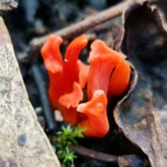 Clavulinopsis sulcata at Paddys River, ACT - 2 May 2022