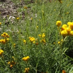 Chrysocephalum semipapposum (Clustered Everlasting) at Sth Tablelands Ecosystem Park - 3 May 2022 by AndyRussell