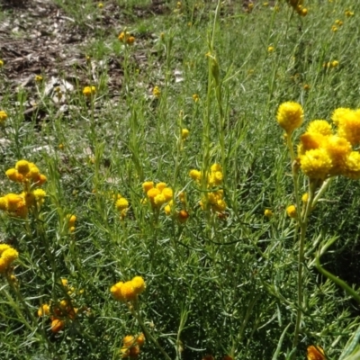 Chrysocephalum semipapposum (Clustered Everlasting) at Sth Tablelands Ecosystem Park - 3 May 2022 by AndyRussell