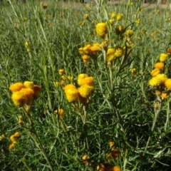 Chrysocephalum semipapposum at Molonglo Valley, ACT - 3 May 2022