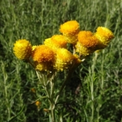 Chrysocephalum semipapposum at Molonglo Valley, ACT - 3 May 2022