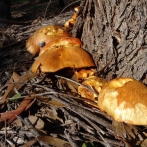 Gymnopilus junonius at Molonglo Valley, ACT - 28 Apr 2022 10:07 AM